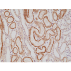 Immunohistochemical staining of formalin fixed and paraffin embedded human kidney tissue section using anti-p504s/AMACR rabbit monoclonal antibody (Clone RM349) at a 1:1000 dilution.