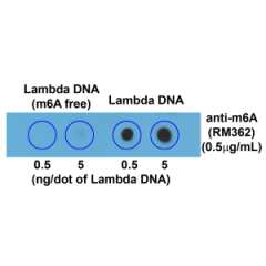 Dot blot of Lambda DNA without or with m6A, using anti-m6A antibody (RM362). The membrane was pre-spotted with 5, and 0.5 ng/dot of lambda DNA. m6A-free DNA was isolated from bacteriophage lambda grown in an E. coli host-deficient in adenine methylase (da