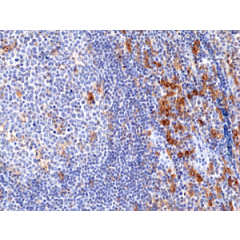 Immunohistochemical staining of formalin fixed and paraffin embedded human tonsil tissue section using anti-CD33 rabbit monoclonal antibody (Clone RM398) at a 1:100 dilution.