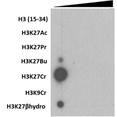 A Peptide dotblot showing Anti-Histone H3K27cr Rabbit Monoclonal Antibody (Clone RM401) RM401 reacts specifically to Histone H3 crotonylated at Lysine 27 (H3K27-Crotonyl). (Image courtesy of Jibo Zhang from Strahl lab, UNC School of Medicine)