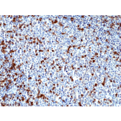 Immunohistochemical staining of formalin fixed and paraffin embedded human tonsil tissue section using Anti-MPO Rabbit Monoclonal Antibody (Clone RM407) at a 1:100 dilution.