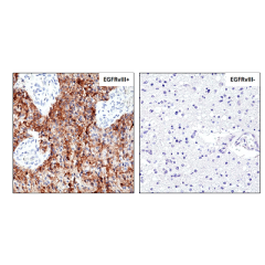 Sandwich ELISA, using RevMAb human IgG4 matched antibody pair, shows species reactivity to human only, and shows no cross-reactivity to monkey (Cyno or Rhesus), mouse IgG, rat IgG, or goat IgG.