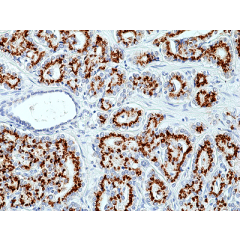 anti-Prostein (human), Rabbit Monoclonal (RM426)