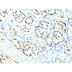 anti-Nkx3.1 (human), Rabbit Monoclonal (RM430)