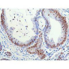 anti-RNASEH2B (human), Rabbit Monoclonal (RM433)