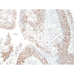anti-HDAC3 (human), Rabbit Monoclonal (RM439)