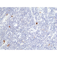 anti-Granzyme B (human), Rabbit Monoclonal (RM441)