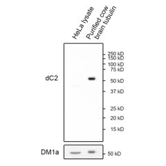 anti-Delta2 alpha-Tubulin (dC2-alpha-Tubulin), Rabbit Monoclonal (RM447)