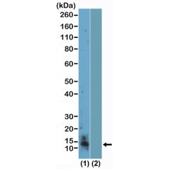 anti-Symmetric Dimethyl-Histone H4 (Arg3), Rabbit Monoclonal (RM459)