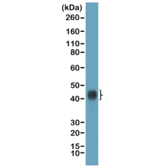 anti-TIA1 (human), Rabbit Monoclonal (RM490)
