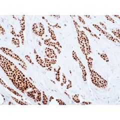 anti-ER-&alpha; (human), Rabbit Monoclonal (RM494)