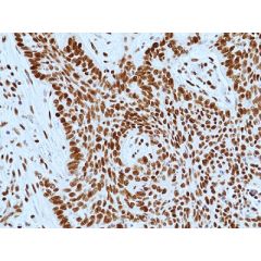 anti-DNA-PKcs (human), Rabbit Monoclonal (RM505)