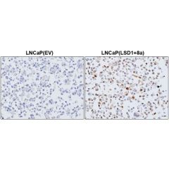 Immunohistochemical staining of formalin fixed and paraffin embedded LNCaP cells transfected with Empty Vector (EV) or LSD1+8a Expressing Vector, using Anti-LSD1+8a Rabbit Monoclonal Antibody (RM523) at 1:500 dilution.