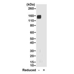 Western blot of nonreduced(-) and reduced(+) rabbit IgG (20ng/lane), using 0.2ug/mL of RevMAb clone RMG01. This antibody reacts to nonreduced rabbit IgG (~150 kDa).