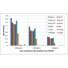 ELISA of mouse immunoglobulins shows RMG07 reacts to mouse IgG1, IgG2a, IgG2b, and IgG3; no cross reactivity with IgM, IgA, IgE, human IgG, rat IgG, and rabbit IgG. The plate was coated with 50 ng/well of different immunoglobulins. 500 ng/mL, 200 ng/mL, o