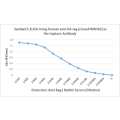 Sandwich ELISA performed on whole lysate of LNCaP cells overexpressing HA-tag Bag1 protein. ELISA plate was coated with 50uL/well of chimeric human anti-HA-Tag antibody Clone RMH02 (1ug/mL) as the capture antibody. Anti-Bag1 rabbit serum was used as the d