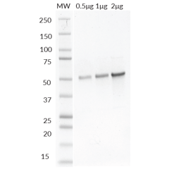 Biotin-Parkin SDS-PAGE. From left to right, increasing amounts of His6-Parkin were loaded onto a 4-20% SDS-PAGE gel and stained with coomassie brillant blue. Purity is >95%.