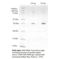 PA28alpha (human) (rec.) (untagged)