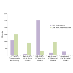 <strong>20S Immunoproteasome vs. 20S Constitutive Proteasome Activity:</strong> 20S Proteasome is most active against Suc-LLVY-AMC (SBB-PS0010), Z-LLE-AMC (SBB-PS0006), and Ac-WLA-AMC (SBB-PS0008) substrates, representing physiologically relevant chymotry