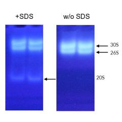 Proteasome was separated using a 5% native PAGE gels then analyzed for activity by soaking in LLVY-AMC substrate. Left panel: Assay done with 0.035% SDS. Right panel: no SDS. Fluorescence shows double capped 30S and single capped 26S Proteasome.
