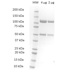 DDB1/CRBN SDS-PAGE. From left to right, increasing amounts of DDB1/CRBN were loaded onto a 4-20% SDS-PAGE gel, stained with Coomassie brillant blue. Purity is >98%.