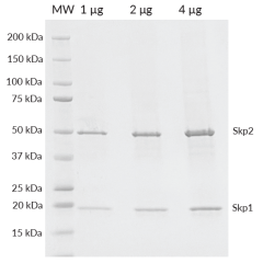 Skp1/His-Skp2 SDS-PAGE. 1, 2, and 4 μg of Skp1/His-Skp2 were loaded onto a 4-20% SDS-PAGE gel, stained with Coomassie brillant blue. Purity is >95%.