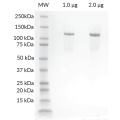 His-Avi-DDB1 SDS-PAGE. From left to right, increasing amounts of protein loaded onto a 10-20% SDS-PAGE gel, stained with Coomassie brilliant blue. Purity is >97%.