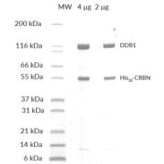 DDB1/CRBN SDS-PAGE. From left to right, different amounts of DDB1/CRBN were loaded onto a 4-20% SDSPAGE gel, stained with Coomassie brillant blue. Purity is >97%.