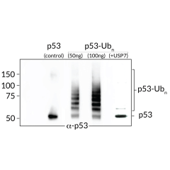 <b>Ubiquitinated-p53 Western Blot:</b> From left to right: Control His6-p53 (50ng), ubiquitinated-p53 (50ng and 100ng) and ubiquitinated-p53 digested with USP7 (50ng).