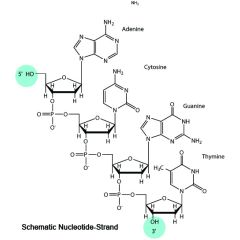 Duo-iODN (inhibitory ODN) Endotoxin-free (sterile)