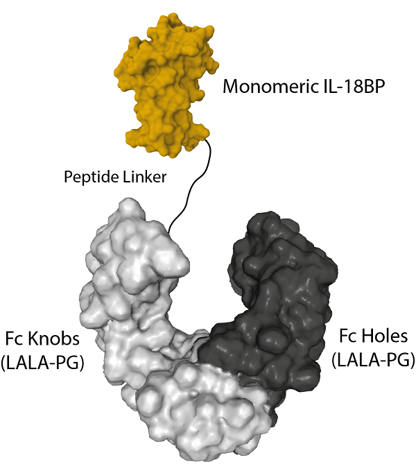 Protein structure of IL-18BP (human) (monomeric):Fc (LALA-PG)-KIH (human) (rec.) (Prod. No. AG-40B-0276). Protein structure of IL-18BP (human) (monomeric):Fc (LALA-PG)-KIH (human) (rec.) (Prod. No. AG-40B-0276).