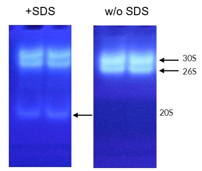 Proteasome was separated using a 5% native PAGE gels then analyzed for activity by soaking in LLVY-AMC substrate. Left panel: Assay done with 0.035% SDS. Right panel: no SDS. Fluorescence shows double capped 30S and single capped 26S Proteasome.