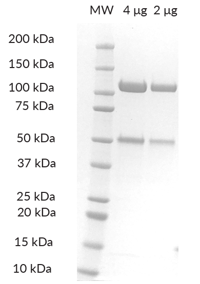 DDB1/CRBN SDS-PAGE. From left to right, increasing amounts of DDB1/CRBN were loaded onto a 4-20% SDS-PAGE gel, stained with Coomassie brillant blue. Purity is >98%. DDB1/CRBN SDS-PAGE. From left to right, increasing amounts of DDB1/CRBN were loaded onto a 4-20% SDS-PAGE gel, stained with Coomassie brillant blue. Purity is >98%.