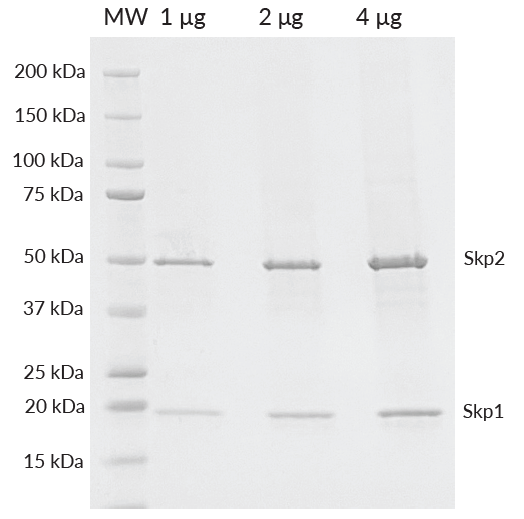 Skp1/His-Skp2 SDS-PAGE. 1, 2, and 4 ug of Skp1/His-Skp2 were loaded onto a 4-20% SDS-PAGE gel, stained with Coomassie brillant blue. Purity is >95%.