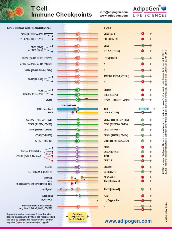 T Cell Immune Checkpoint Wallchart - 2nd Edition