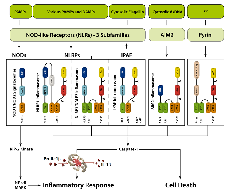 Inflammasome-Danger Signals