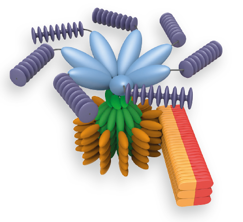 Inflammasome Complex