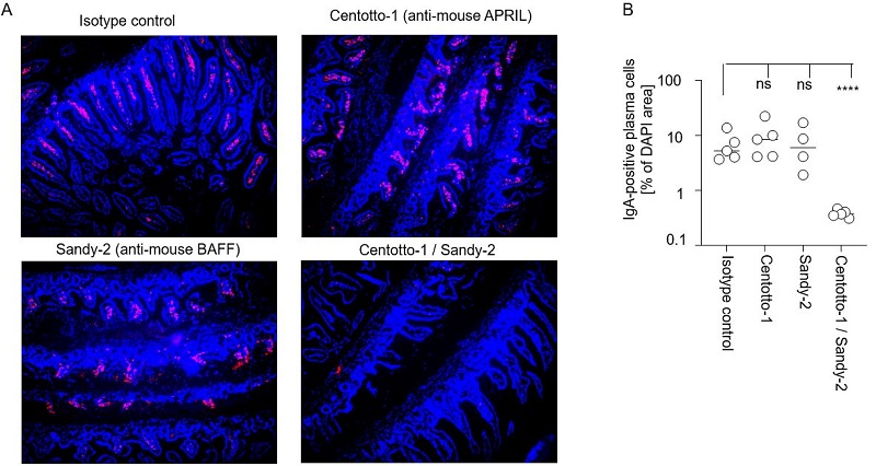 IgA plasma cell Depletion