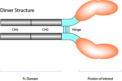 Fc Fusion Proteins