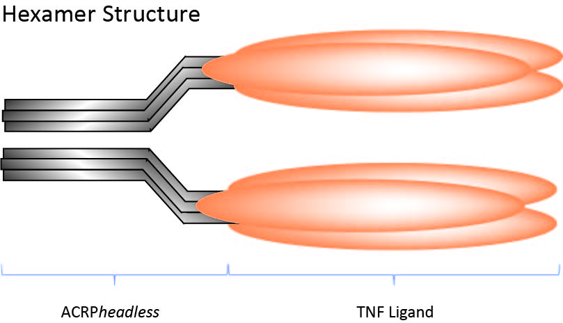 Multimeric Proteins