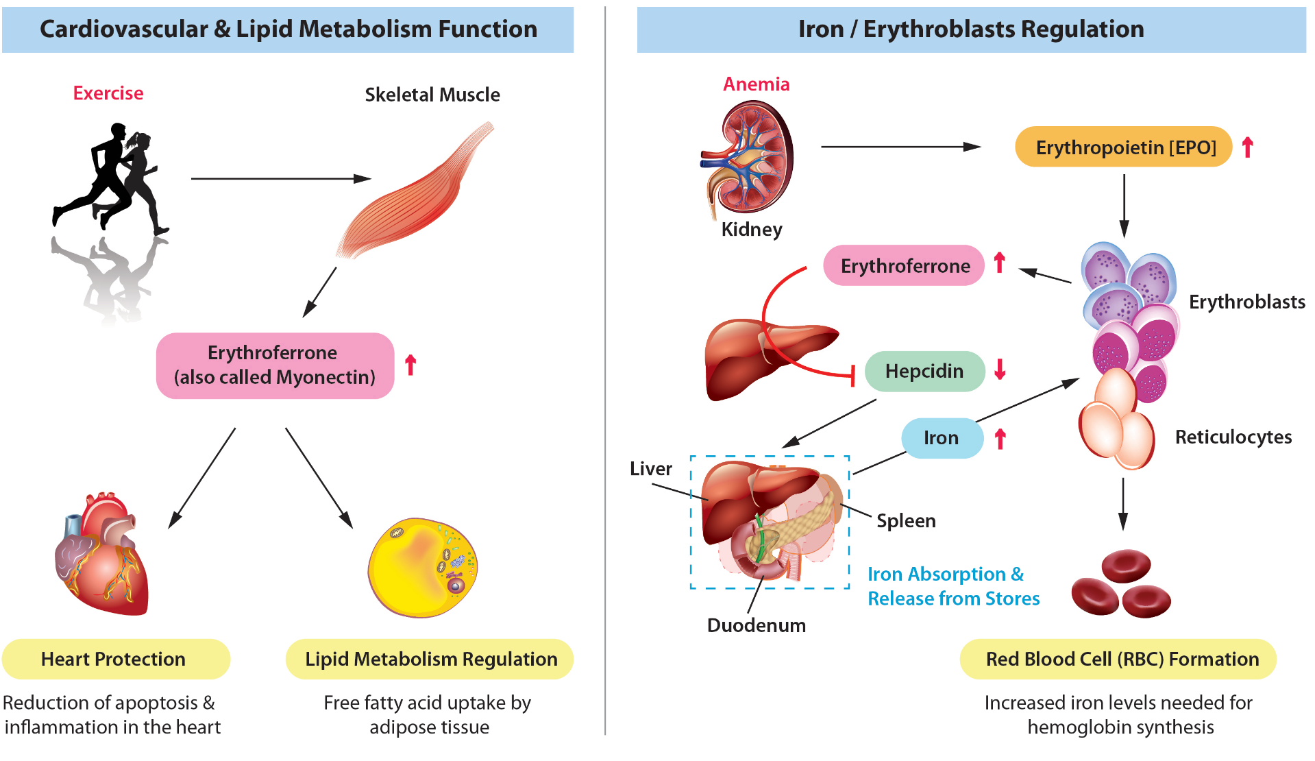 Erythroferrone Overview