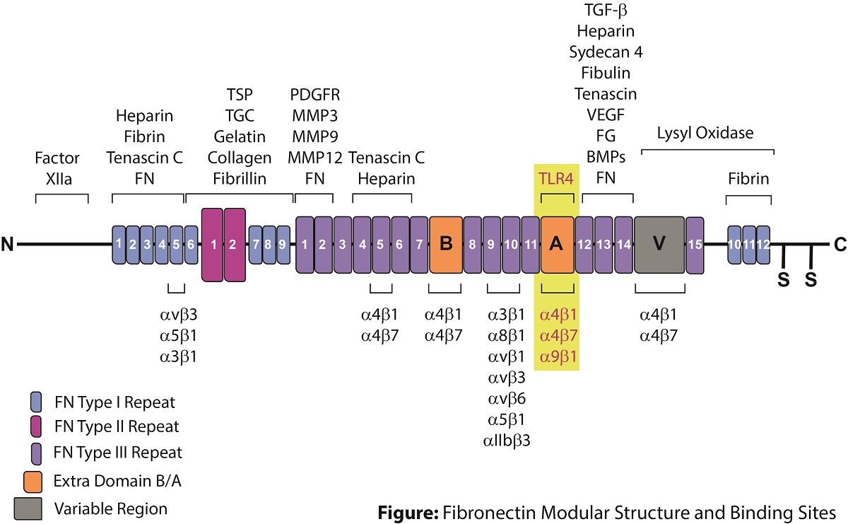 Fibronectin_Structure_and_Binding_Sites.jpg