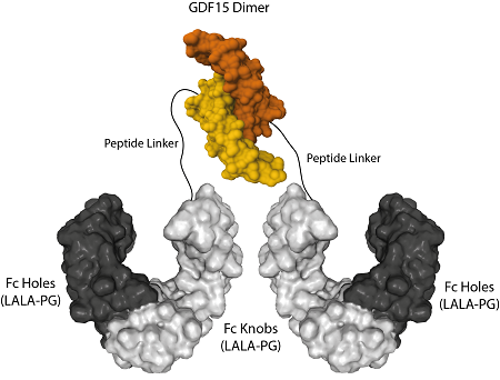 GDF15 Homodimer Structure