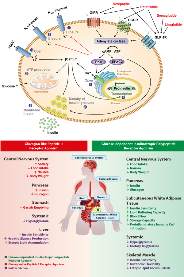 Targeting GLP 1 GIP GCG In Obesity And Type 2 Diabetes Research