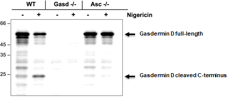 anti-Gasdermin D (mouse), pAb (IN110)