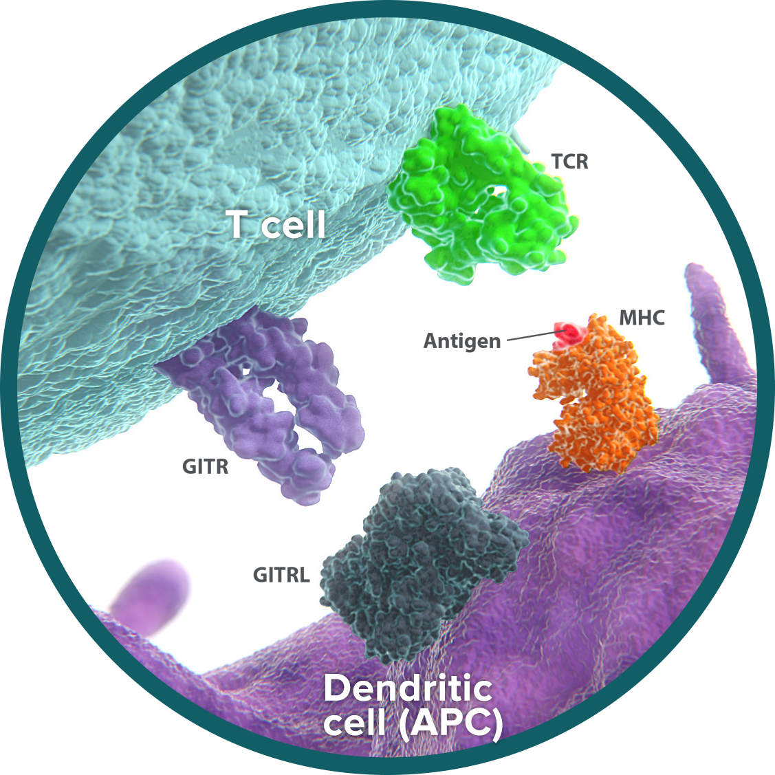 GITR and GITRL Pathway