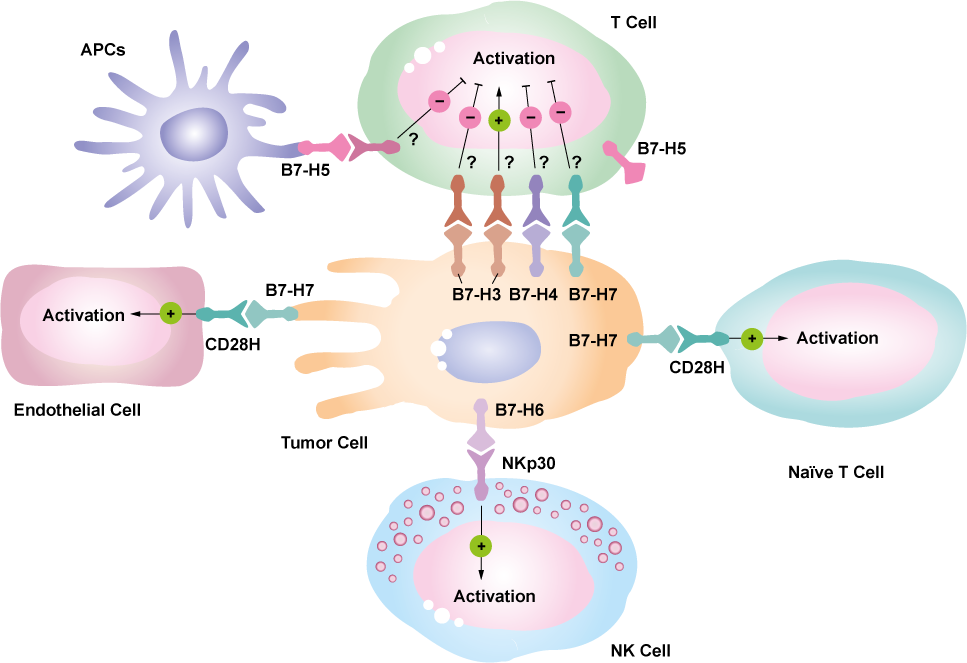 B7 Family Proteins