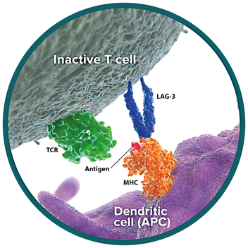 LAG-3, FGL-1, MHC and TCR Pathway