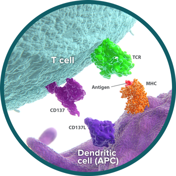 CD137 and CD137L Pathway