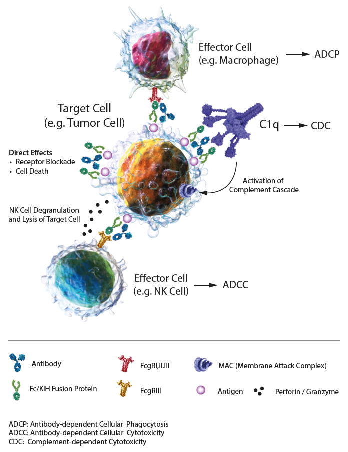 Antibody Cell Death